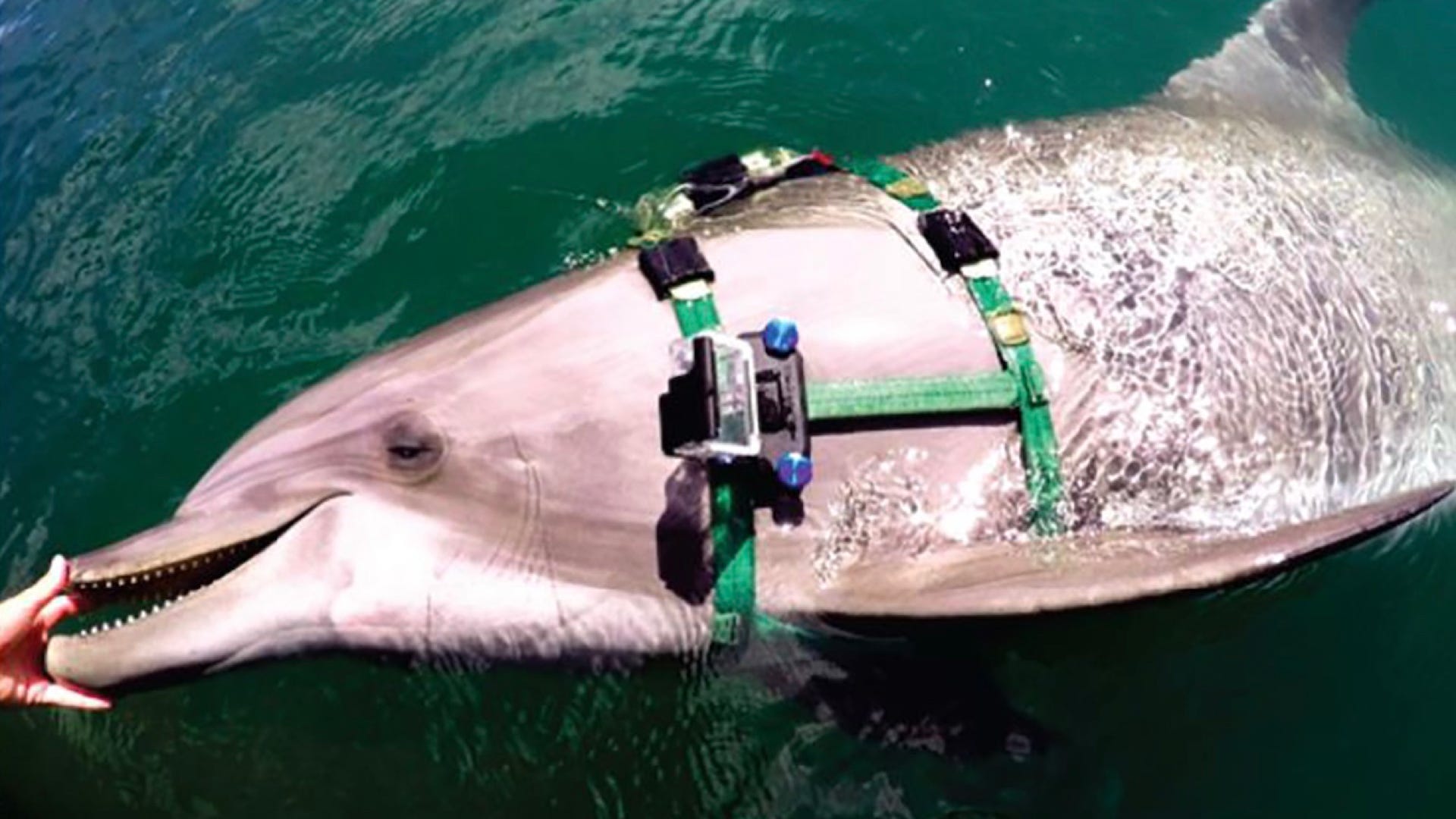 This Footage From Cameras Strapped to U.S. Navy Dolphins Is Amazing