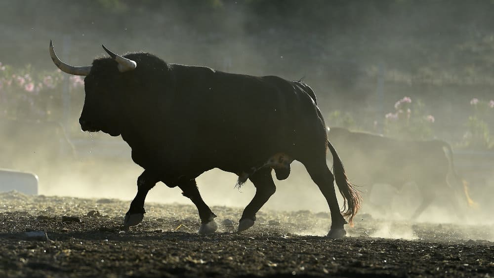 4 growth stocks for a raging bull market