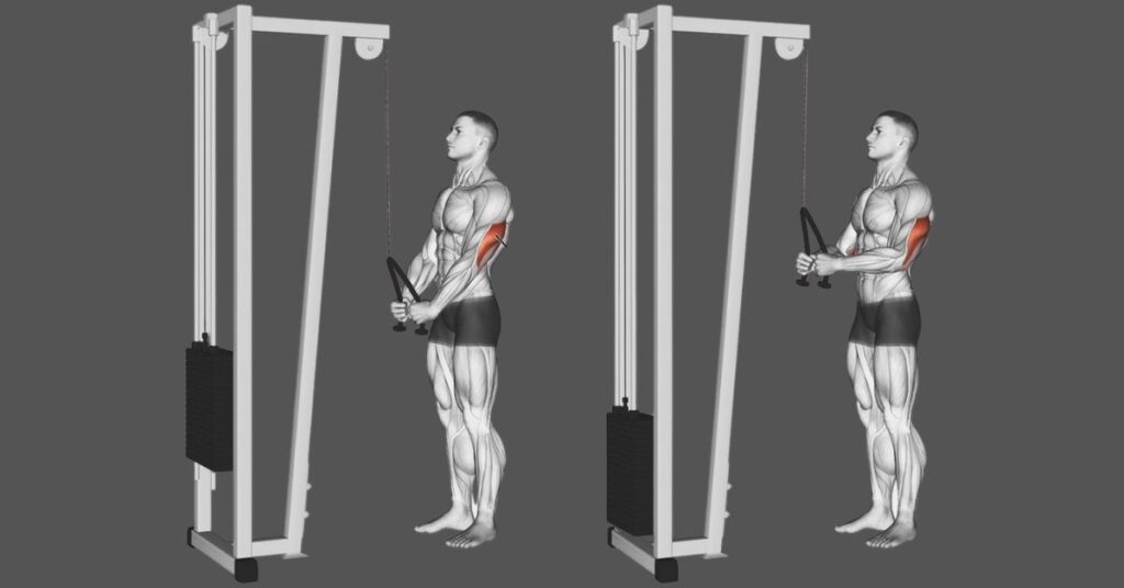 The Tricep Pushdown: Instructions, Benefits, Alternatives & Variations!