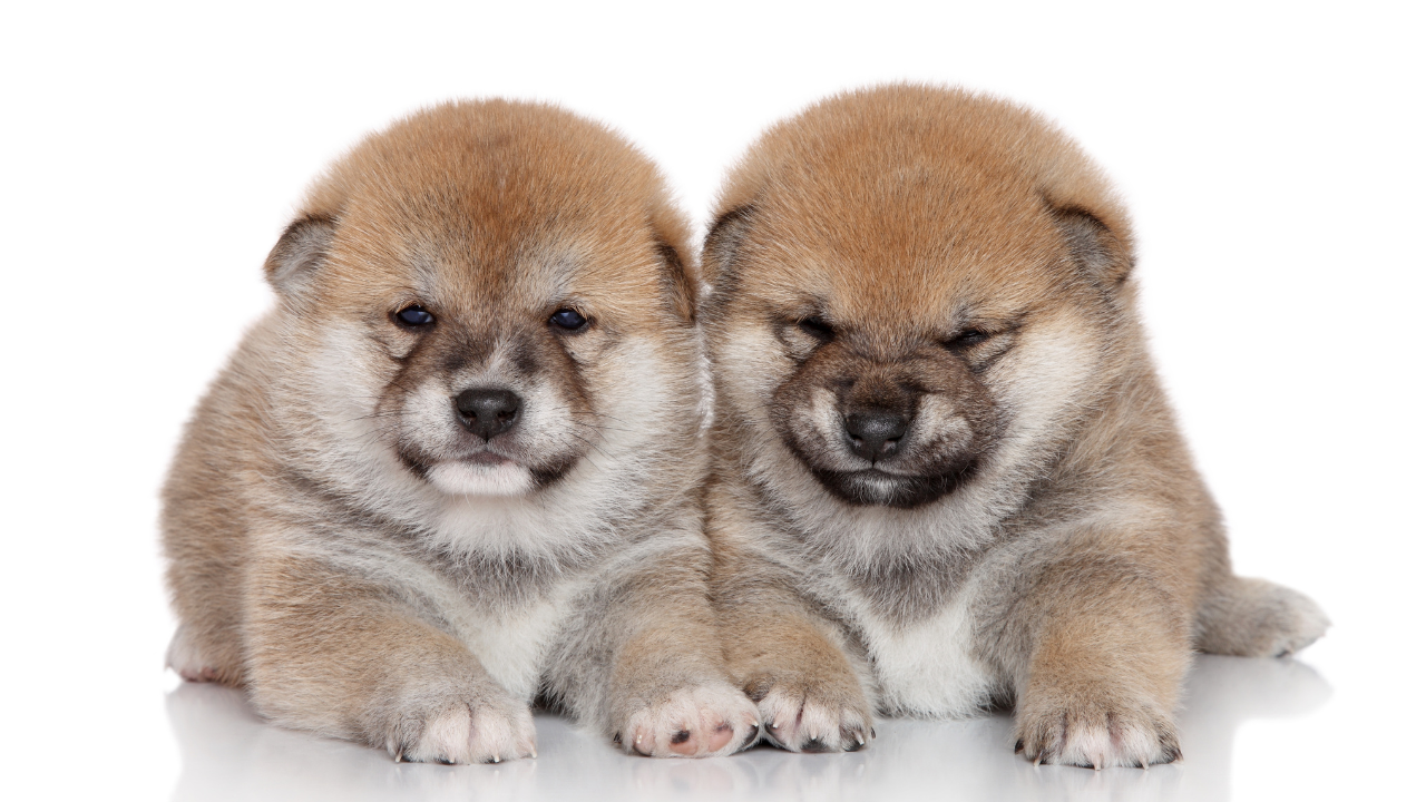 Shiba Inu accumulation at this price level could be beneficial