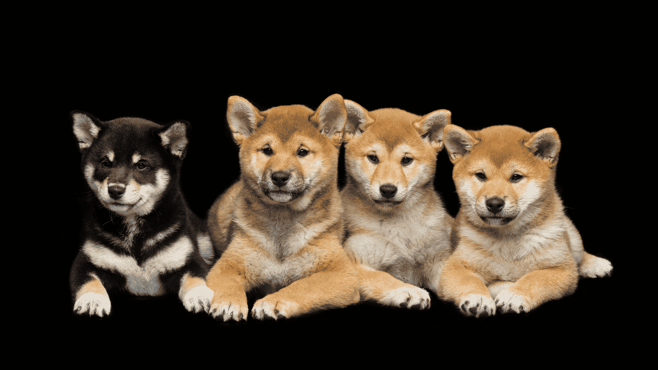 Shiba Inu’s [SHIB] traders should be aware of these important breakout possibilities