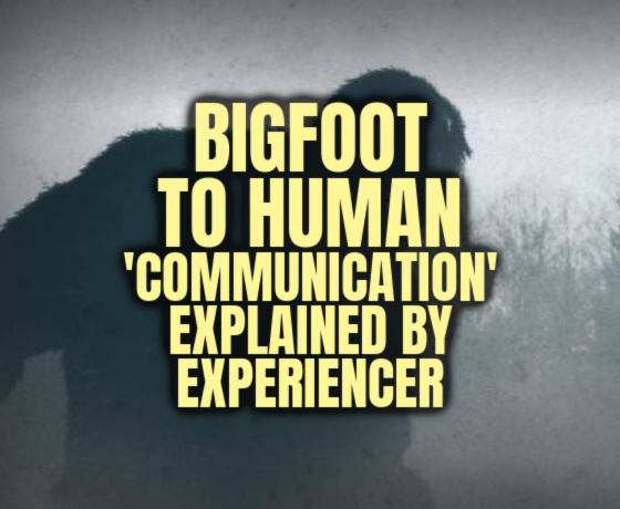 Bigfoot to Human ‘Communication’ Explained by Experiencer