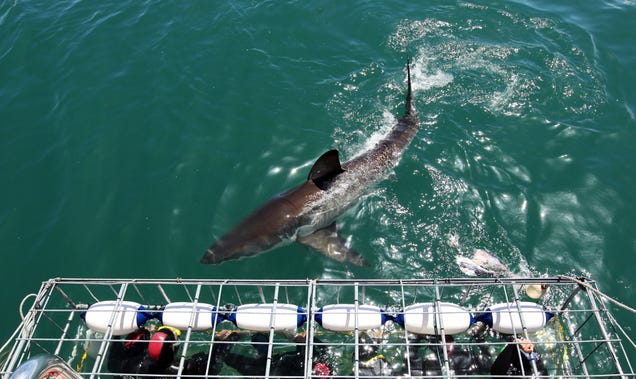 Marine Biologists Are Offering a Rare Chance to Meet a Great White Shark
