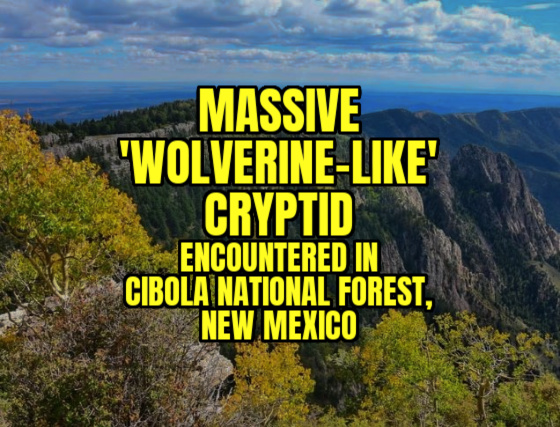 Massive ‘Wolverine-Like’ Cryptid Encountered in Cibola National Forest, NM