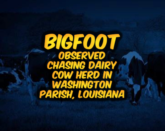 Bigfoot Observed Chasing Dairy Cow Herd in Washington Parish, Louisiana