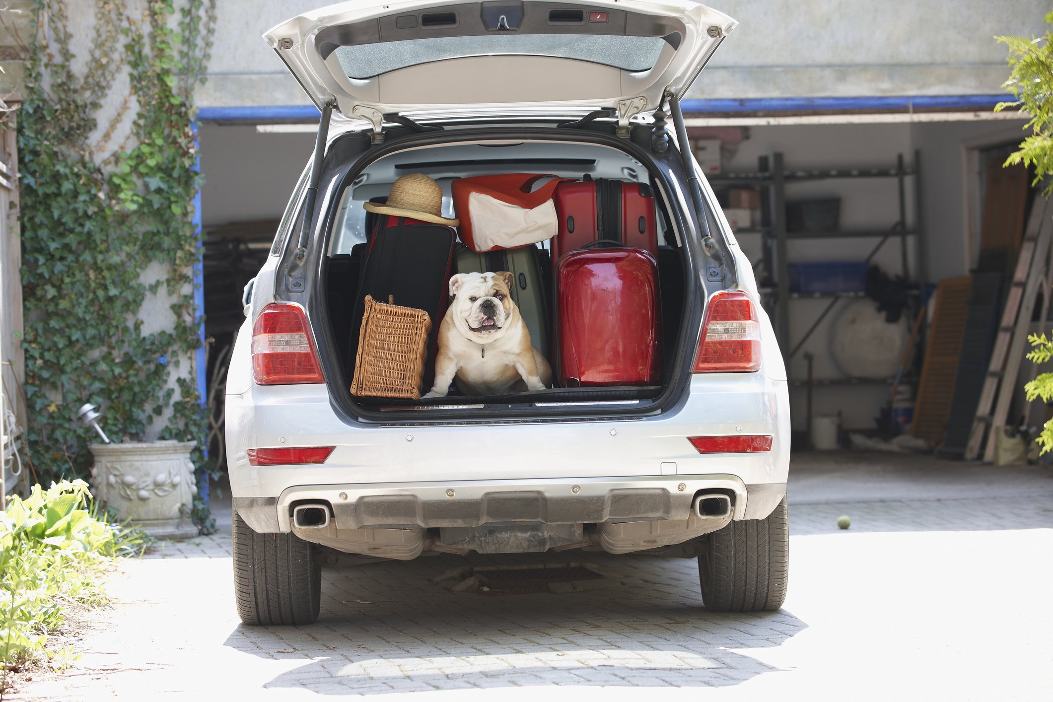Check out these pet-friendly road trip destinations