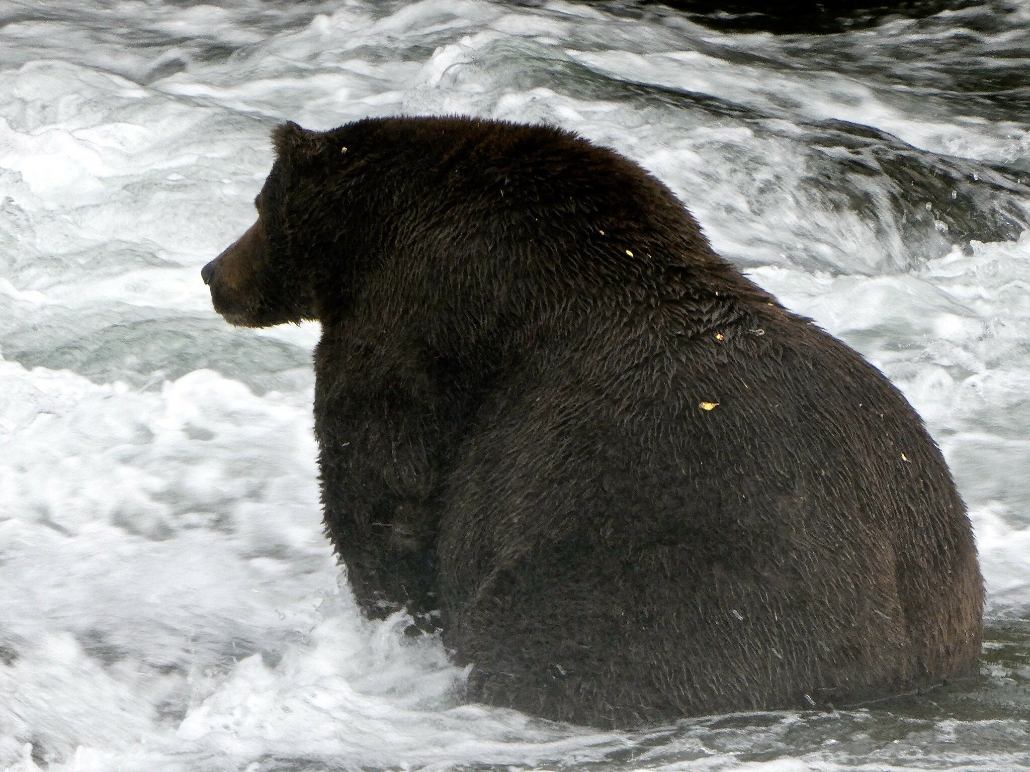 You’ve got to see how fat the very fat bears already are