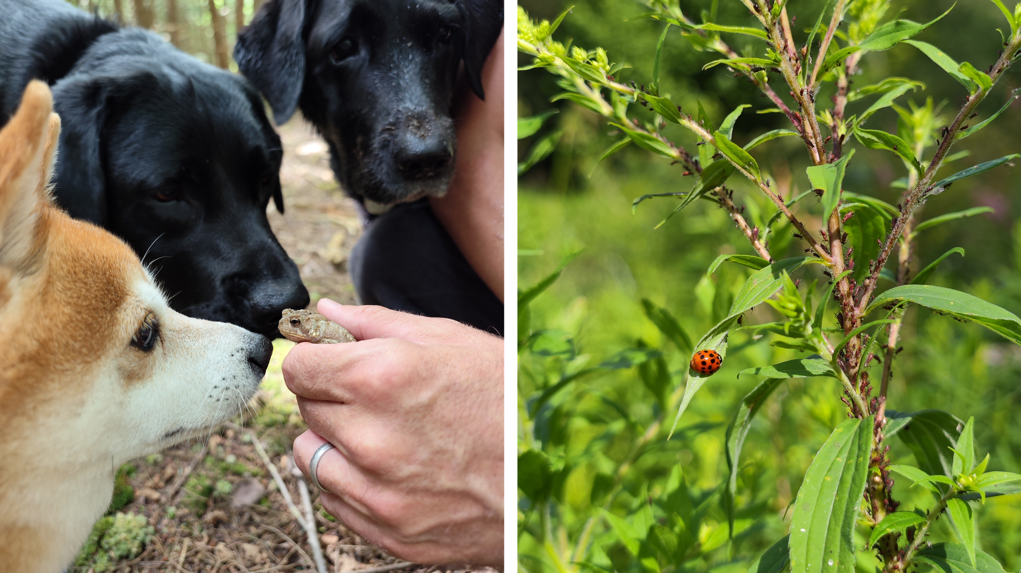 Left: three dogs curiously sniffing small frog. Right: Close up of lady bug on plant covered in aphids