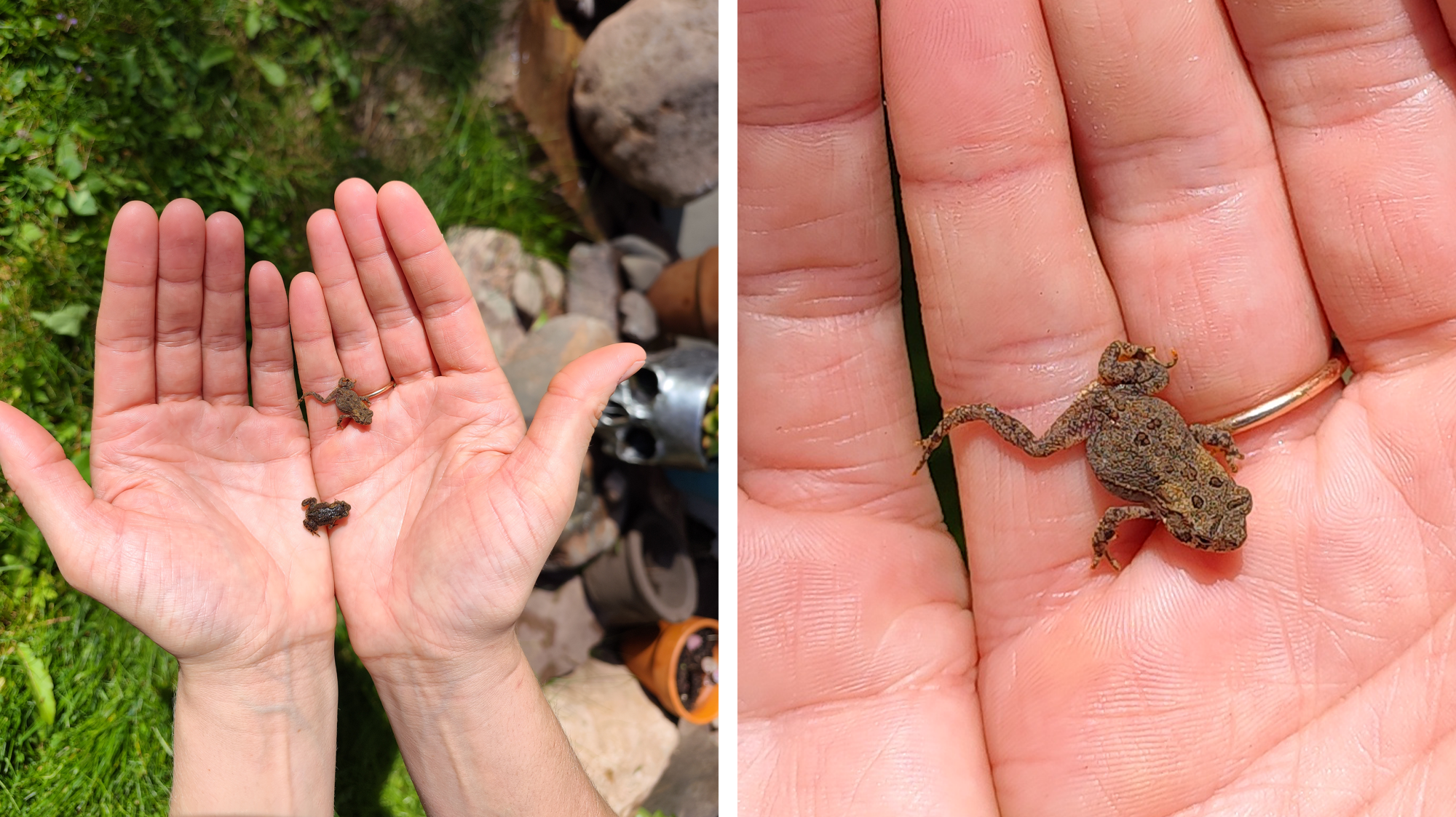 Left: Hands palm up holding two tiny frogs. Right: Close up of frog in the image on the left 