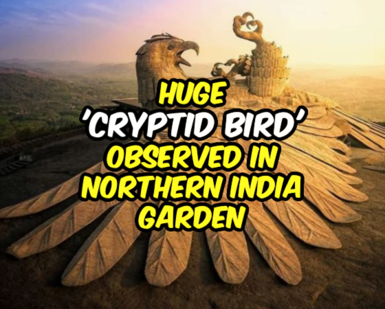 Huge ‘Cryptid Bird’ Observed in Northern India Garden
