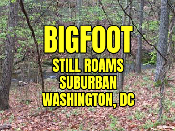 Bigfoot Still Roams Suburban Washington, DC (PHOTOS)