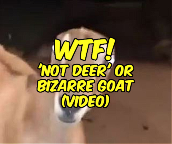 WTF? ‘Not Deer’ or Bizarre Goat? (VIDEO)