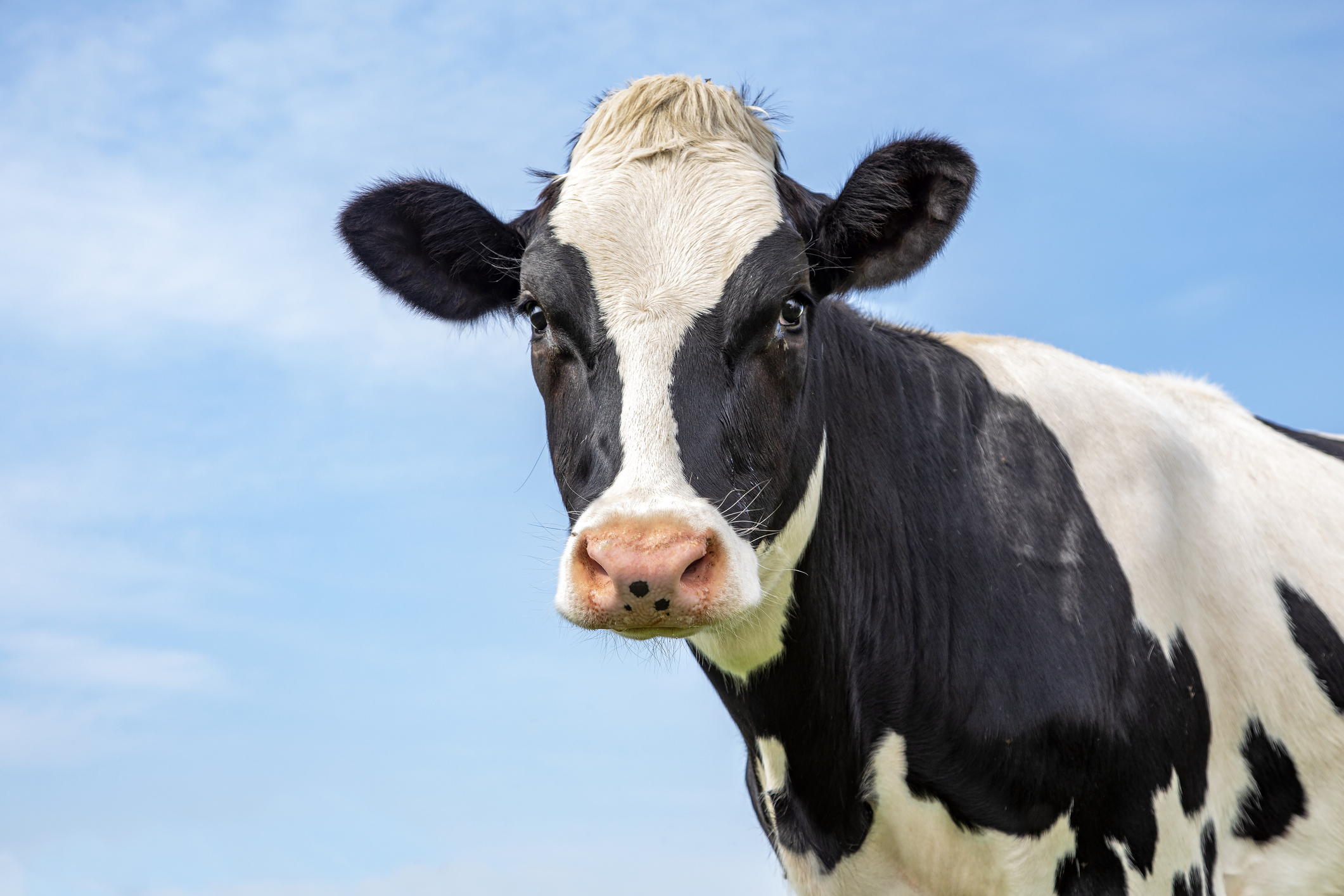 Portrait of the head of an adult black and white cow, gentle look, pink nose, in front of a blue sky.