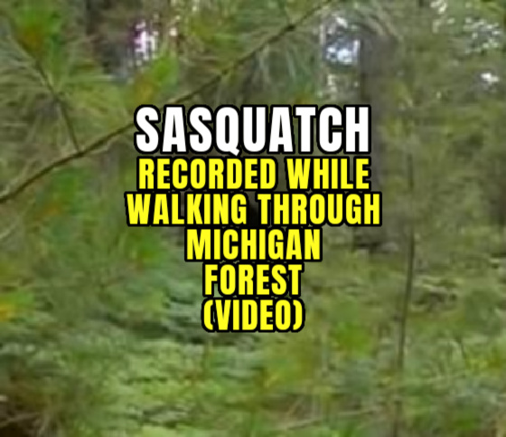 Sasquatch Recorded While Walking Through Michigan Forest (VIDEO)