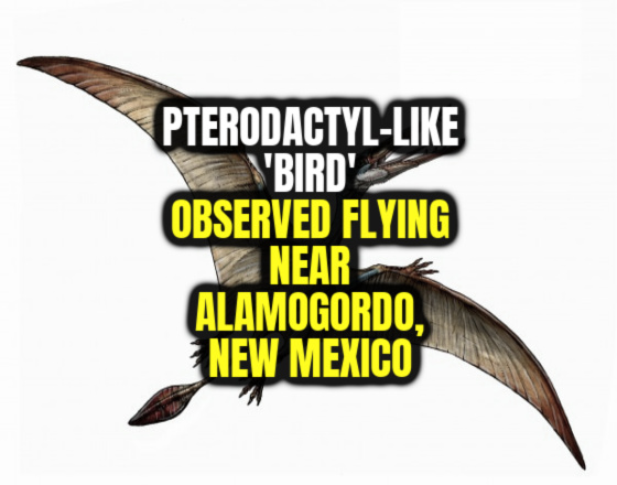 Pterodactyl-Like ‘Bird’ Observed Flying Near Alamogordo, New Mexico