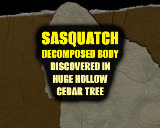 Sasquatch Decomposed Body Discovered in Huge Hollow Cedar Tree