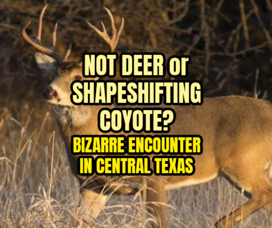 NOT DEER or SHAPESHIFTING COYOTE? Bizarre Encounter in Central Texas
