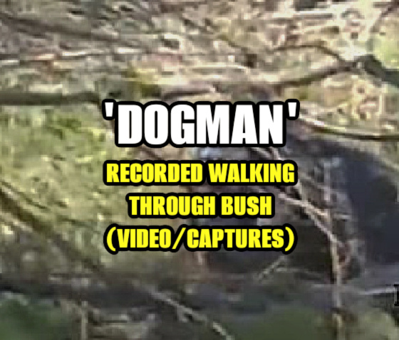 ‘Dogman’ Recorded Walking Through Bush (VIDEO/CAPTURES)