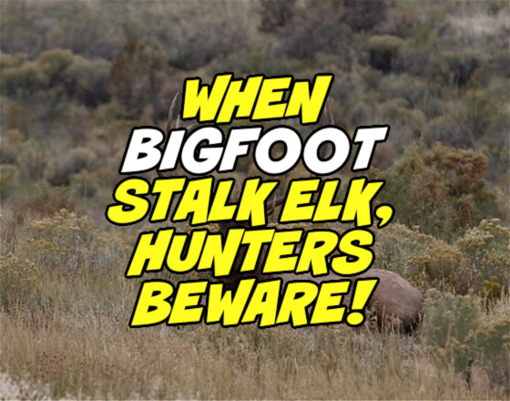 When Bigfoot Stalk Elk, Hunters Beware!