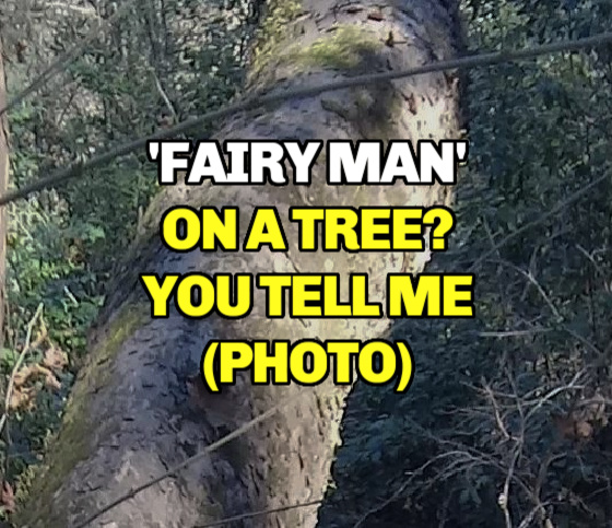 ‘Fairy Man’ on a Tree? You Tell Me (PHOTO)
