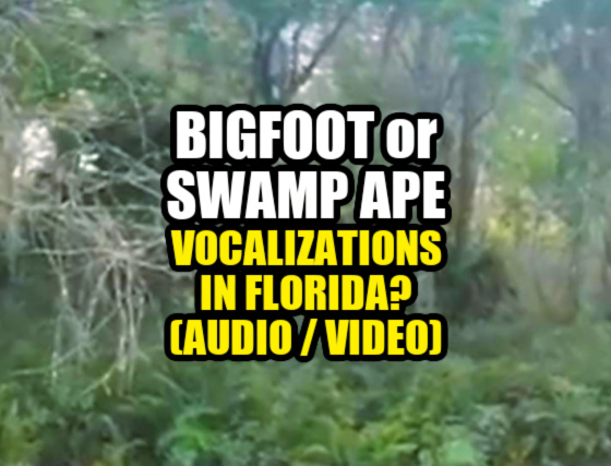 BIGFOOT or SWAMP APE Vocalizations in Florida? (AUDIO / VIDEO)