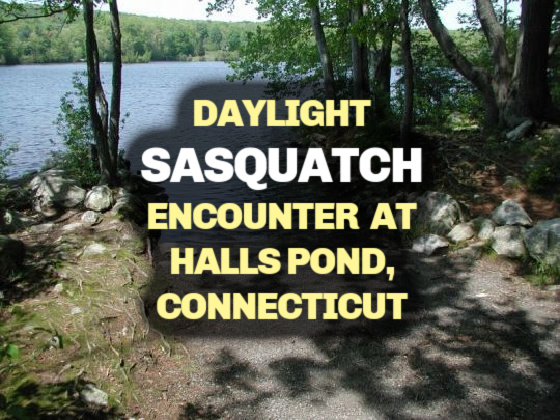 Daylight Sasquatch Encounter at Halls Pond, Connecticut