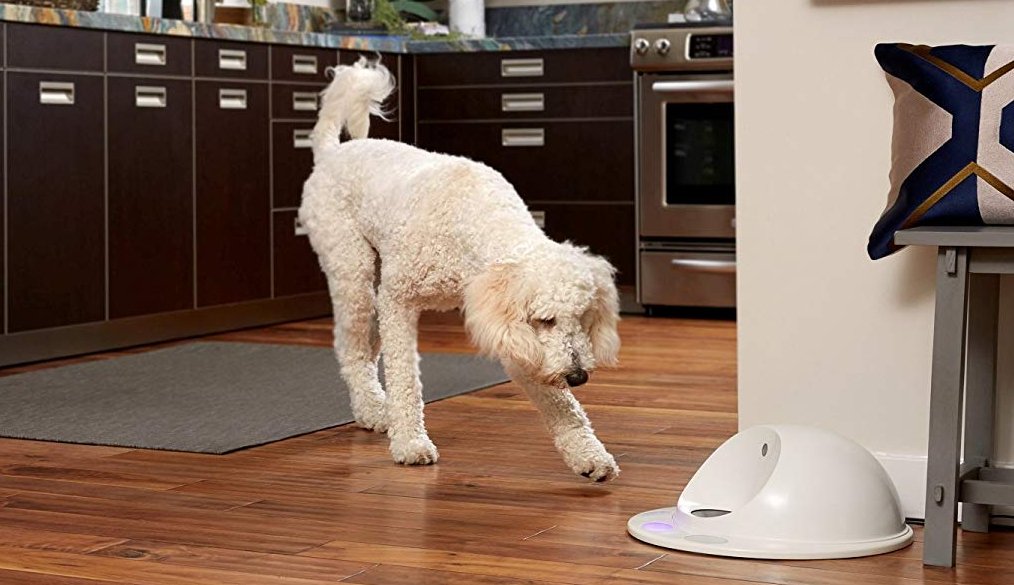 8 of the best automatic dog feeders to keep your BFF fed on time