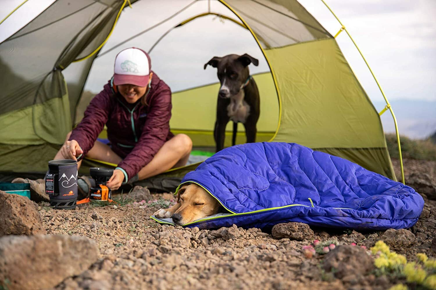 The best camping gear for dogs: We’ve tried (and loved) these 8 products