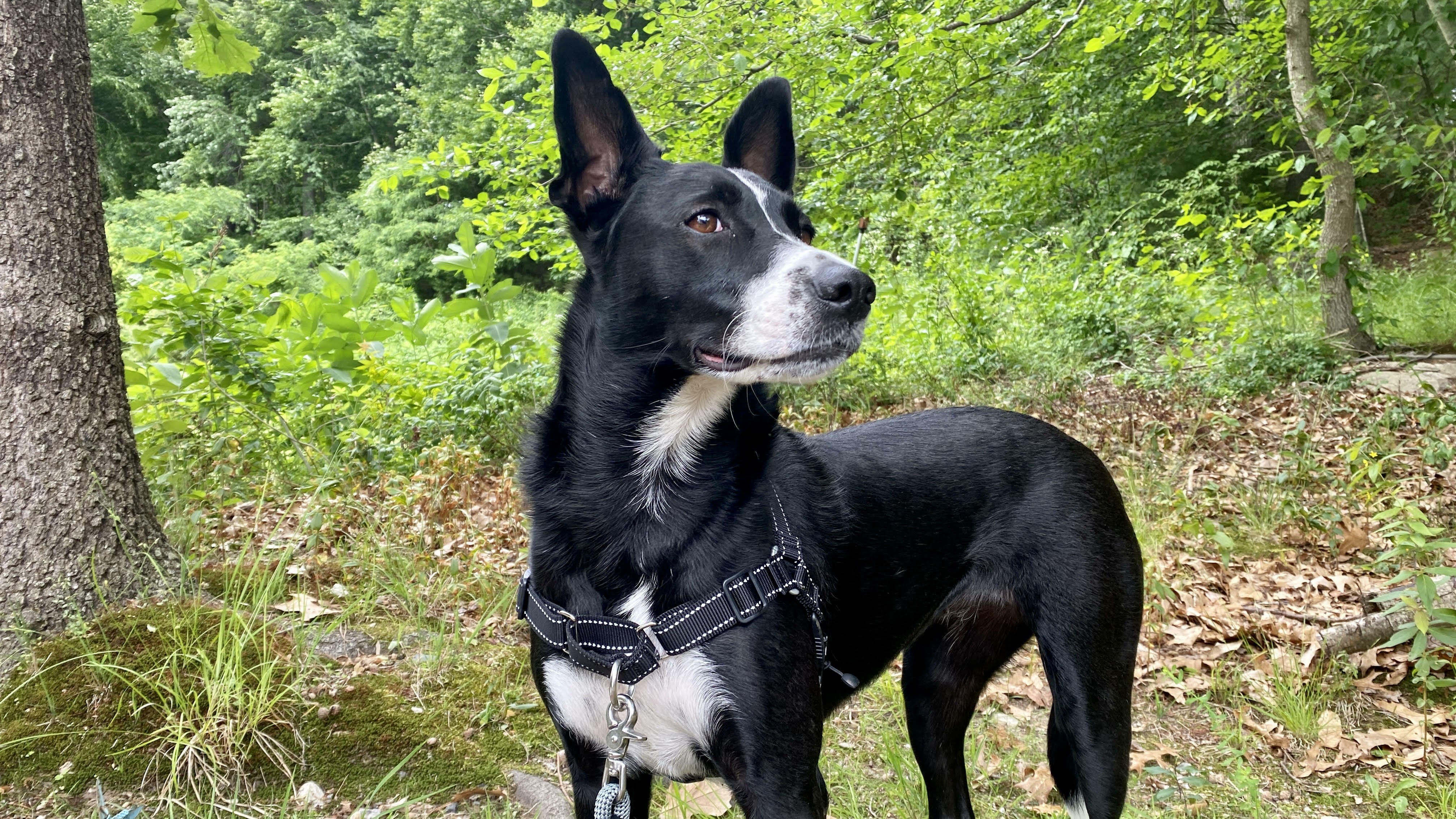 Black and white dog in nature wearing a low-profile black harness