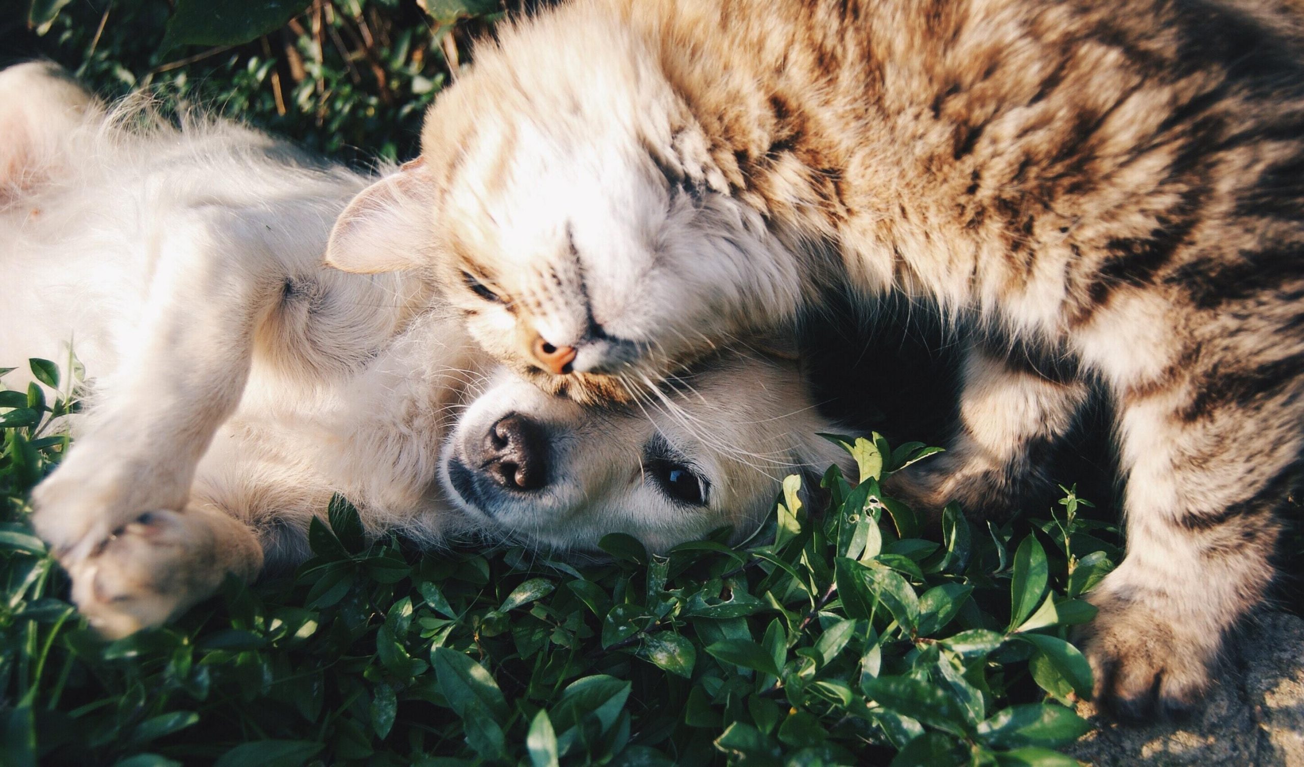 Celebrate National Cat DNA Day and National Dog Week with 20% off Wisdom Panel’s cat and dog DNA tests