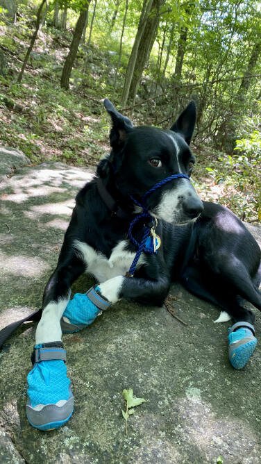 Black and white dog wearing boots laying on a rock in the shade