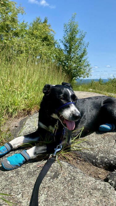 Black and white dog wearing boots laying on a rock