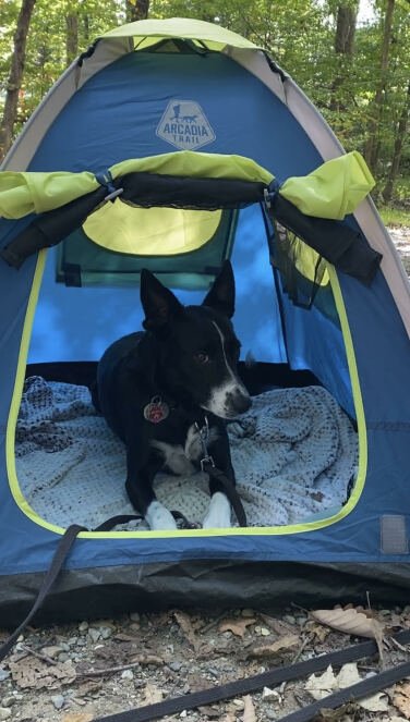 Black dog sitting in a small tent
