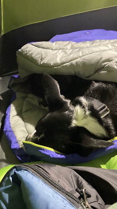 Black dog snuggled in a dog sleeping bag.