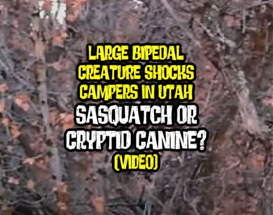 Large Bipedal Creature Shocks Campers in Utah – Sasquatch or Cryptid Canine? (VIDEO)