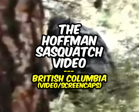 The Hoffman Sasquatch Video – British Columbia (VIDEO / SCREENCAPS)