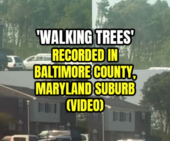 ‘Walking Trees’ Recorded in Baltimore County, Maryland Suburb (VIDEO)