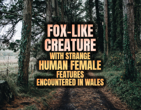 ‘Fox-Like Creature’ With Strange Human Female Features Encountered in Wales