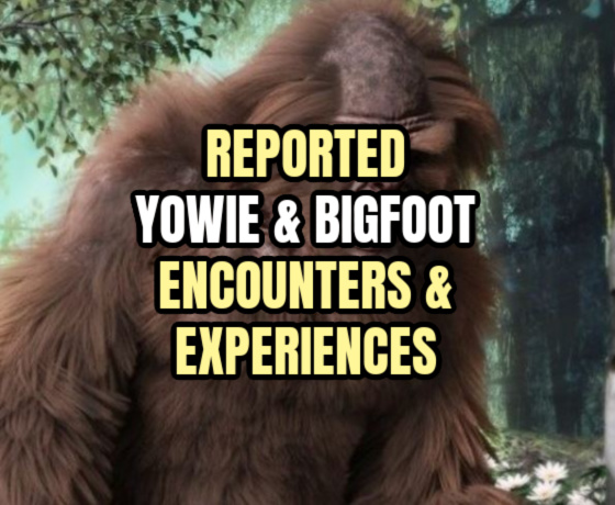 Reported YOWIE & BIGFOOT Encounters & Experiences