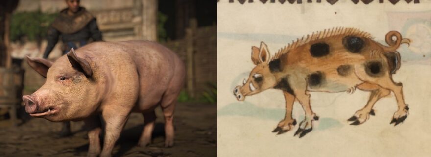 Everything videogames have taught you about medieval pigs was a lie