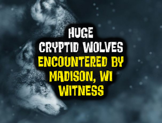 HUGE CRYPTID WOLVES Encountered by Madison, WI Witness