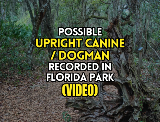 Possible UPRIGHT CANINE / DOGMAN Recorded in Florida Park (VIDEO)