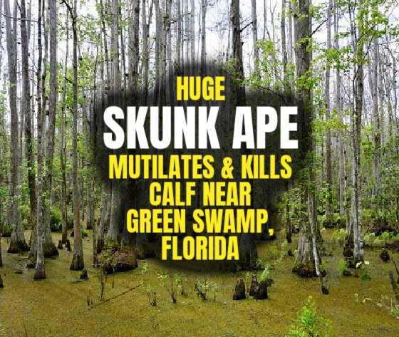 Huge SKUNK APE Mutilates & Kills Calf Near Green Swamp, Florida