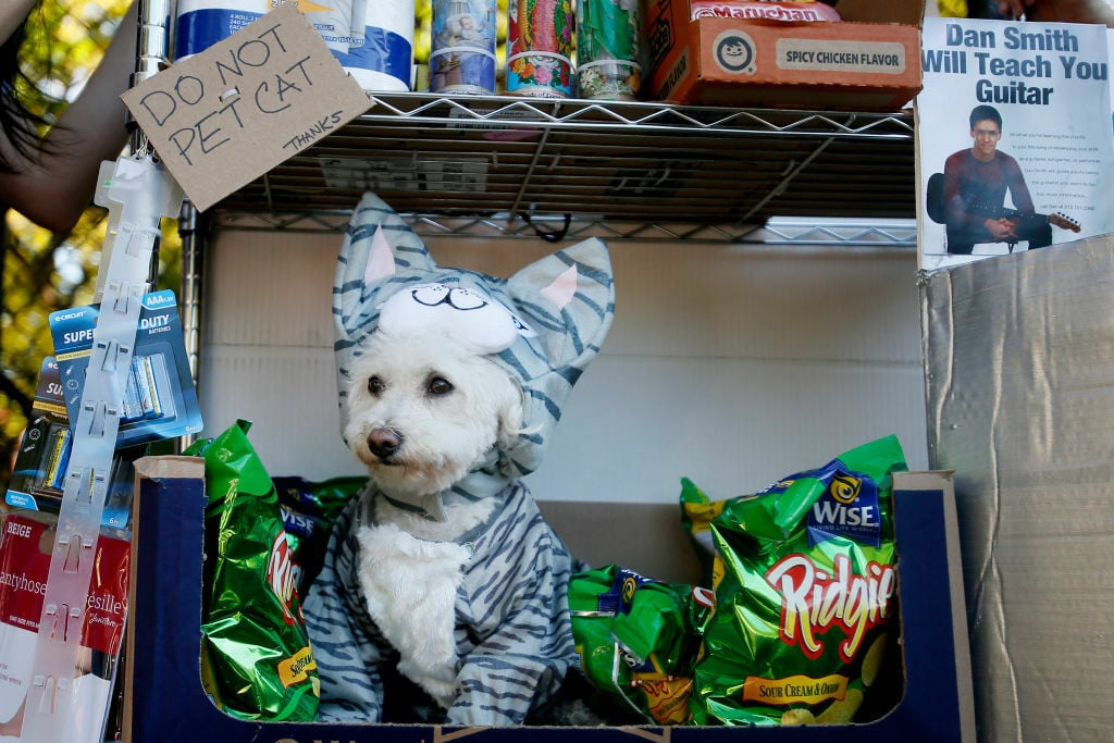 Behold, adorable dogs in Halloween costumes