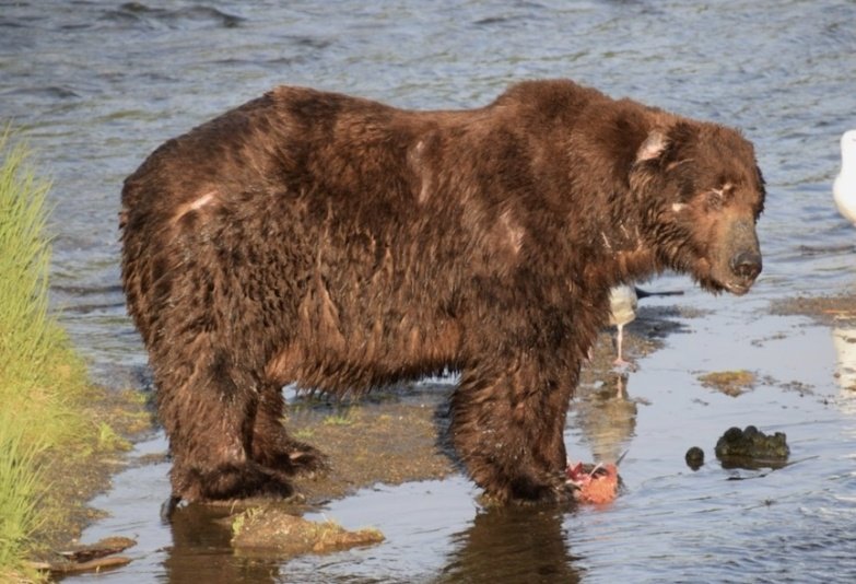 a brown bear eating salmon in a river
