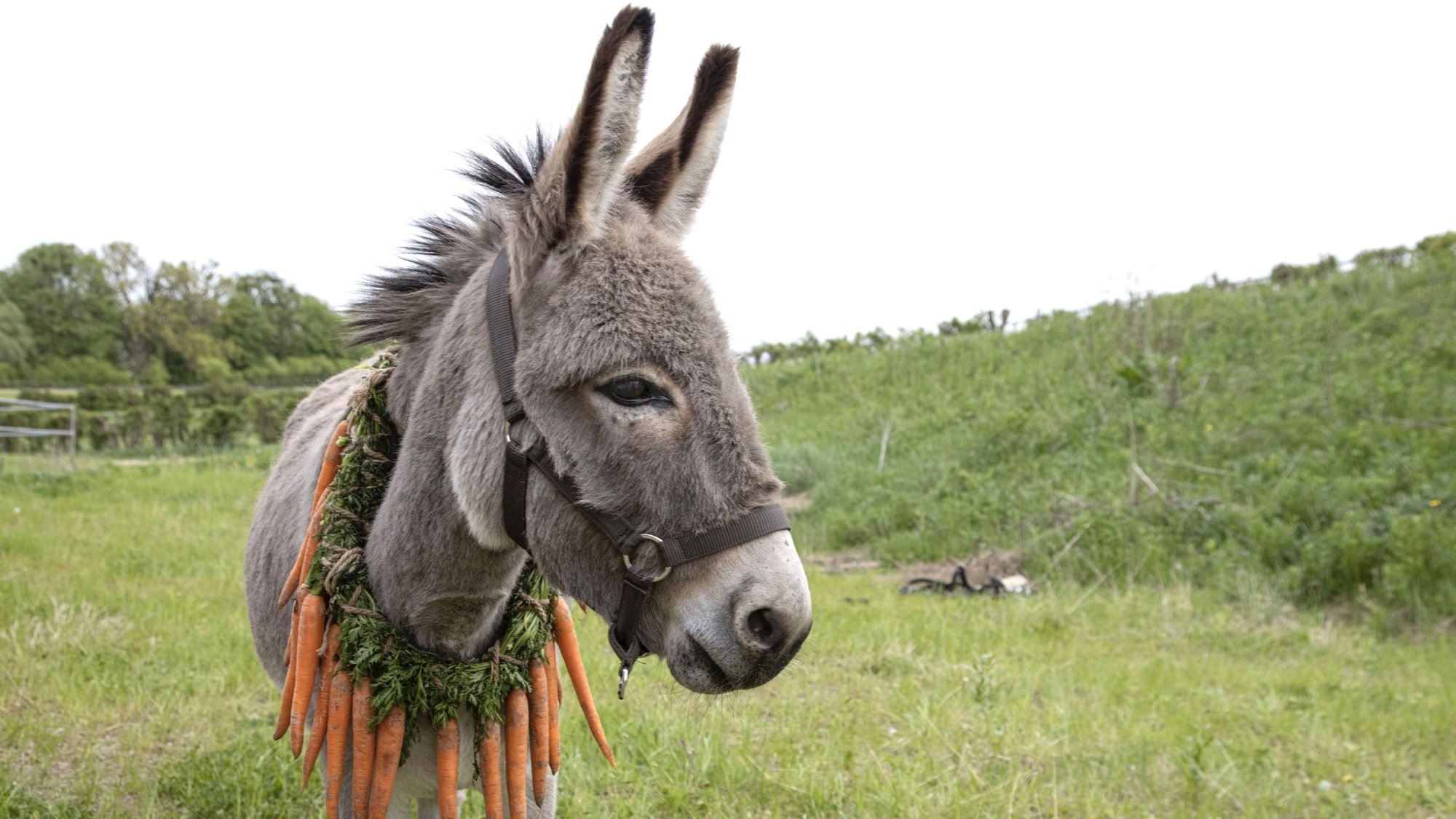 A donkey with carrots around its neck stands in a green field.