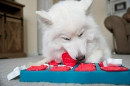 White dog playing with puzzle toy