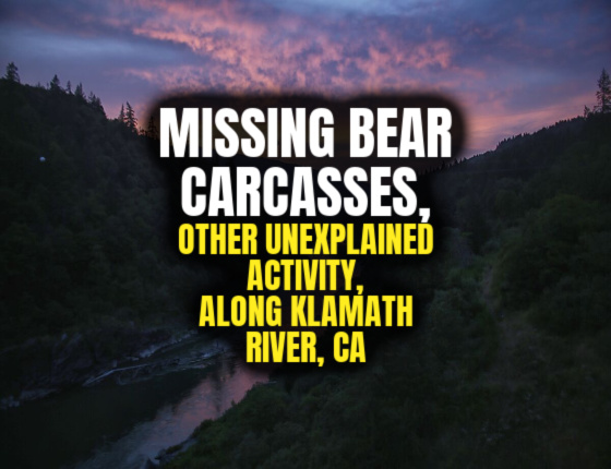 MISSING BEAR CARCASSES, Other Unexplained Incidents, Along Klamath River, CA