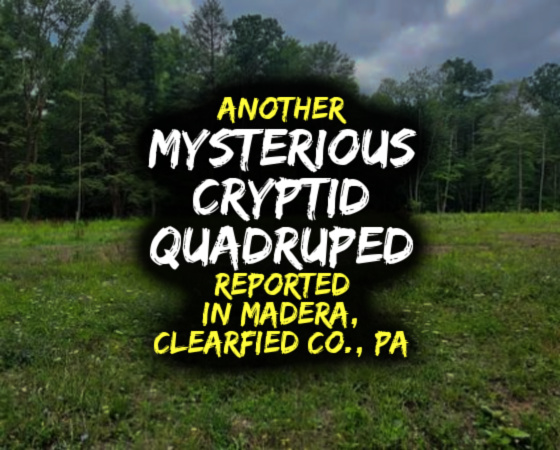 Another MYSTERIOUS CRYPTID QUADRUPED Reported in Madera, Clearfield County, PA