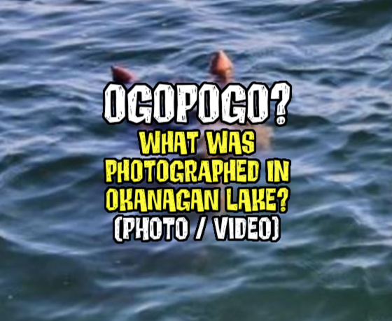 OGOPOGO? What Was Photographed in Okanagan Lake? (PHOTO / VIDEO)